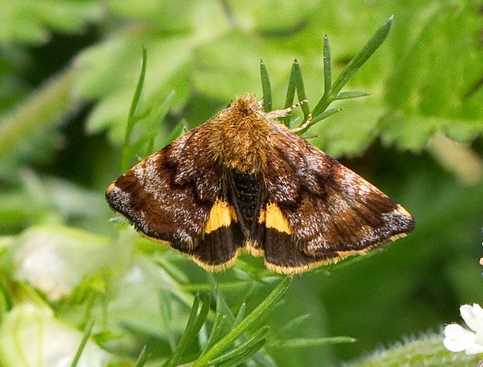 da determinare - Panemeria tenebrata